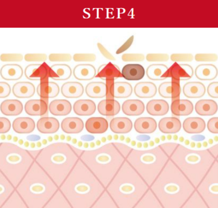 陶肌トリートメント・時間とともに代謝が活発になり、トリートメント部分の皮脂量も正常に保たれます。又、肌への美容成分の浸透(角質まで)もアップします