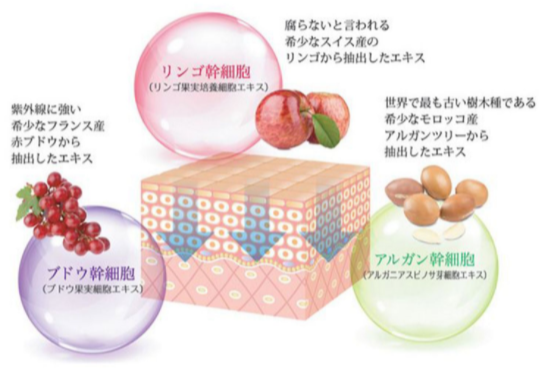 REVI植物幹細胞成分配合